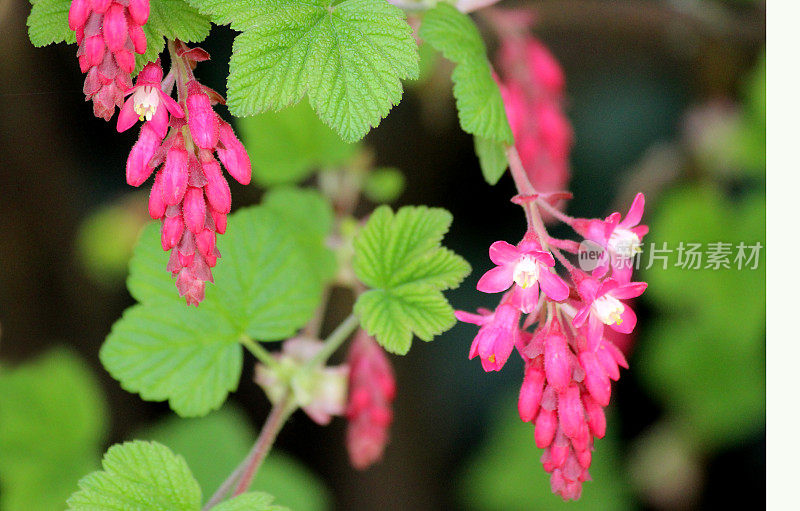 开花红醋栗(ribes rubrum)近照